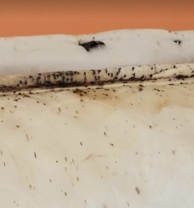 Rest Easy Pest Control Picture 8