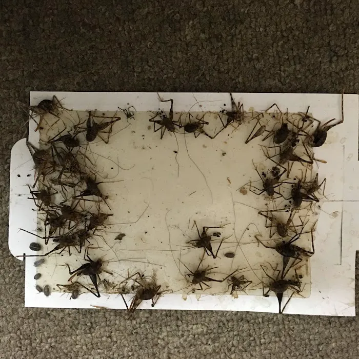 Rest Easy Pest Control Picture 10