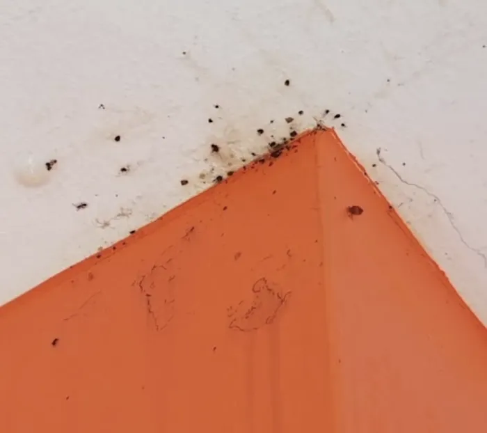 Rest Easy Pest Control Picture 1