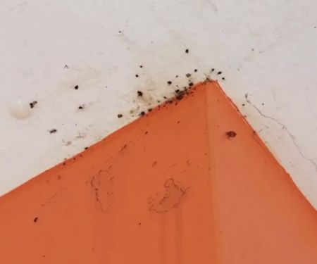 Rest Easy Pest Control