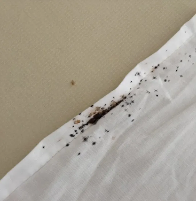 Rest Easy Pest Control Picture 6