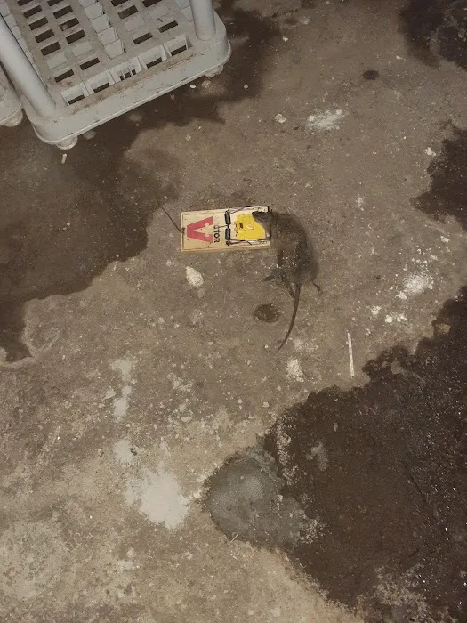 Providence Pest Control Solutions Picture 6