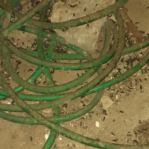 Providence Pest Control Solutions Picture 3