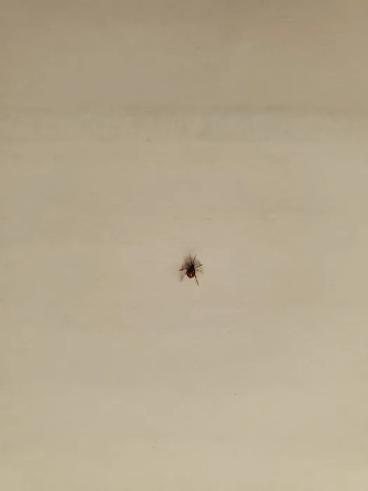 One Hour Pest Control LLC Picture 8