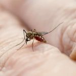Bug Defense Pest Control