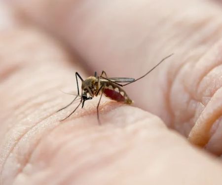 Bug Defense Pest Control