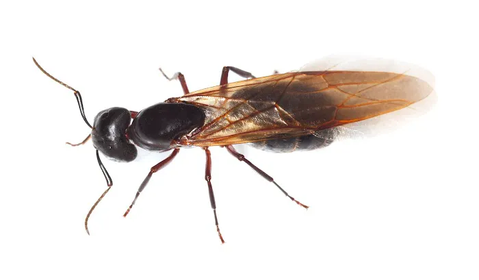 All Platinum Termite & Pest Control Picture 4