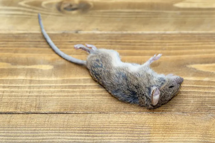 All Platinum Termite & Pest Control Picture 5