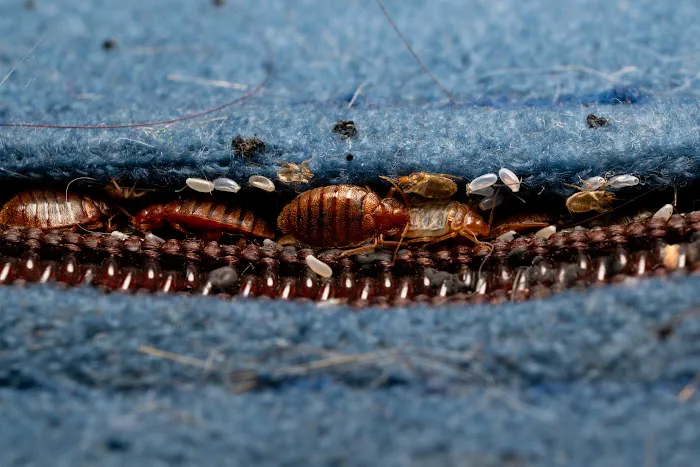 All Platinum Termite & Pest Control Picture 8