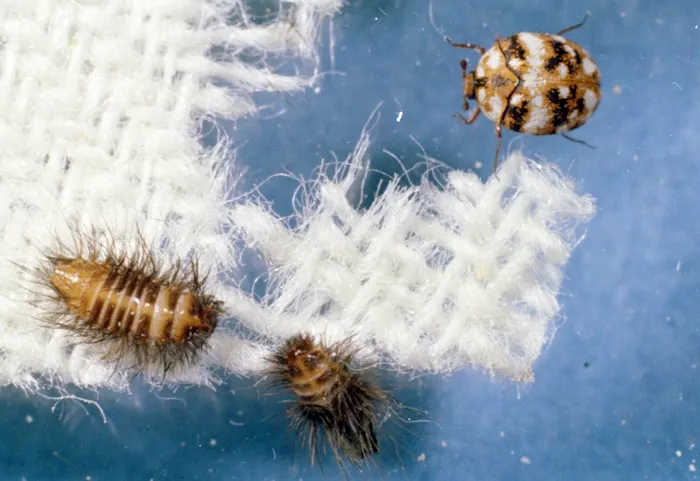 All Platinum Termite & Pest Control Picture 9