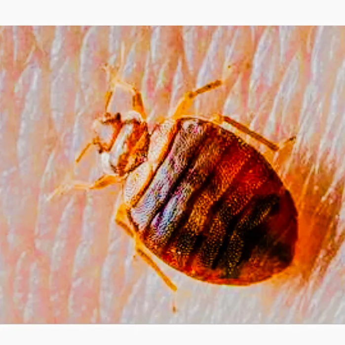 All Platinum Termite & Pest Control Picture 1