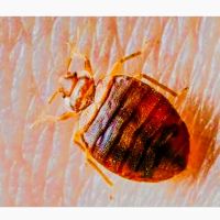 All Platinum Termite & Pest Control ico