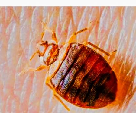 All Platinum Termite & Pest Control