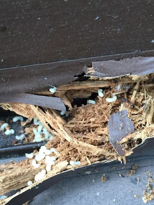 Ace Walco Termite & Pest Control Picture 8