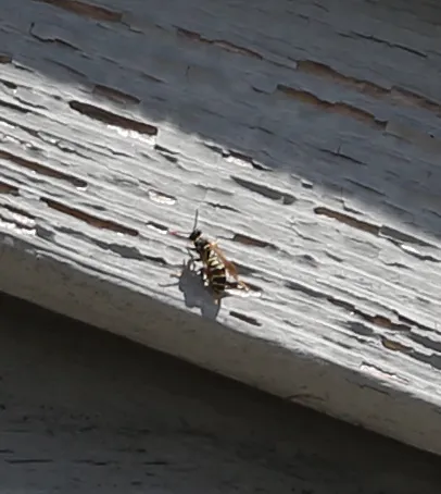 Jove Pest Control | Rat Exterminator Picture 4