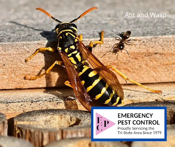 Emergency Pest Control Inc Picture 10