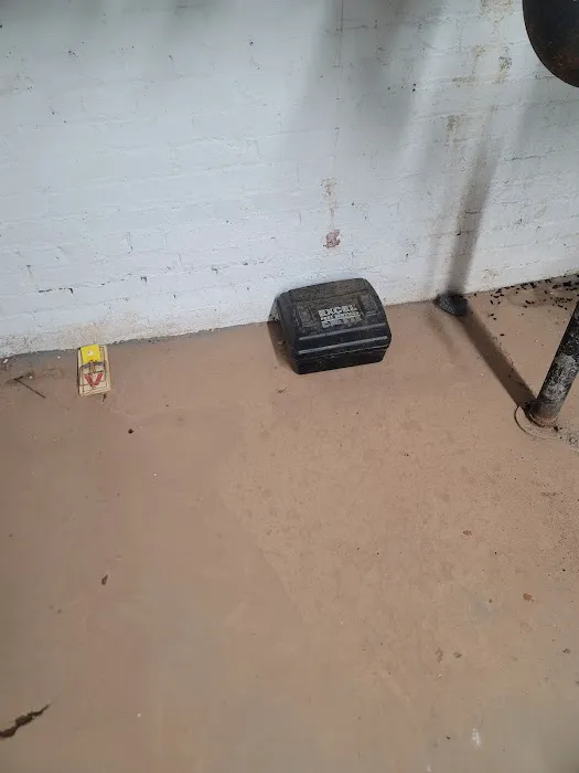 D&C KILLER BEES EXTERMINATION Picture 9