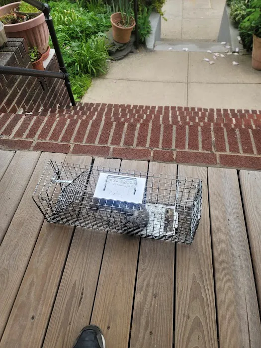 D&C KILLER BEES EXTERMINATION Picture 10