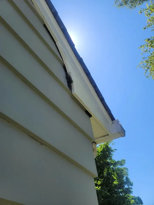 D&C KILLER BEES EXTERMINATION Picture 4