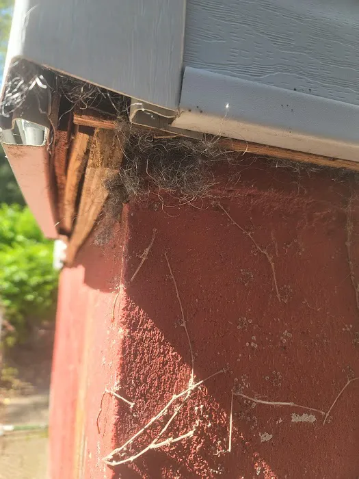 D&C KILLER BEES EXTERMINATION Picture 1