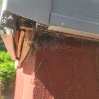 D&C KILLER BEES EXTERMINATION ico