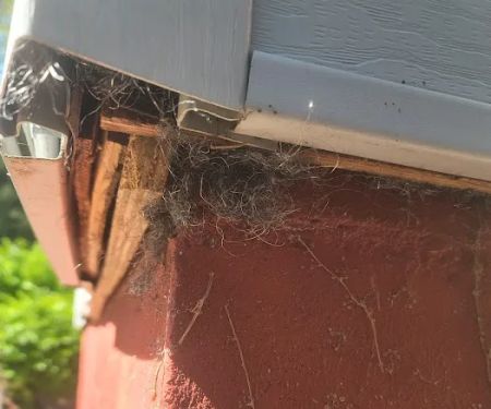 D&C KILLER BEES EXTERMINATION