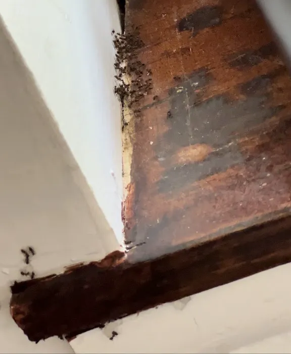 MR.XTERMINATOR Picture 4