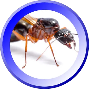 Bowco Labs Pest Control Bloomfield, NJ Picture 2