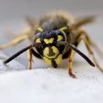 Recon Pest Control Inc