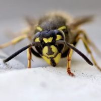 Recon Pest Control Inc ico