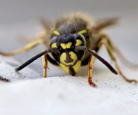 Recon Pest Control Inc