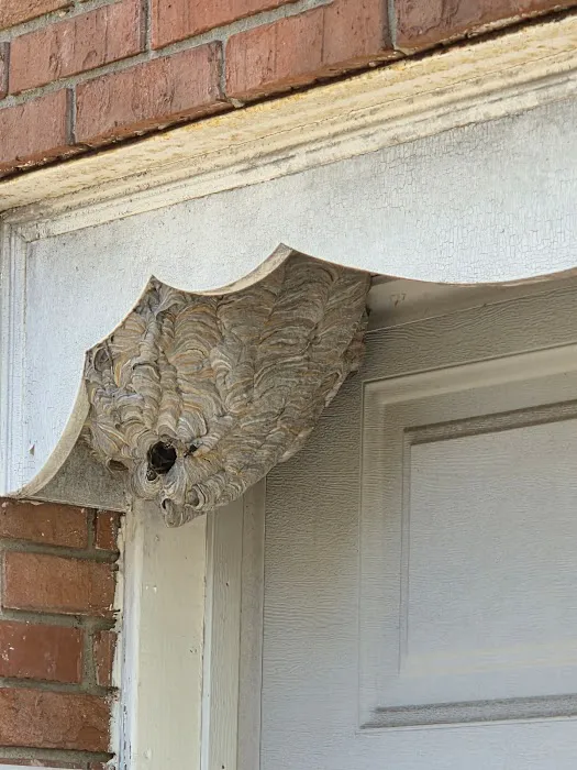 Recon Pest Control Inc Picture 7