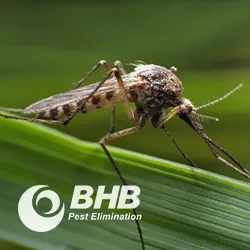 BHB Pest Elimination, LLC Picture 5