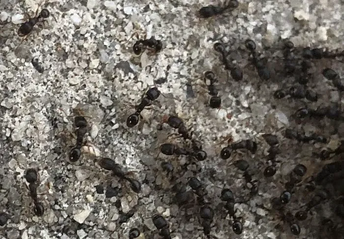 BHB Pest Elimination, LLC Picture 6