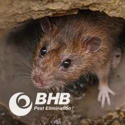 BHB Pest Elimination, LLC Picture 3