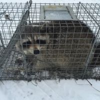 Sam The Bug Man NJ ico