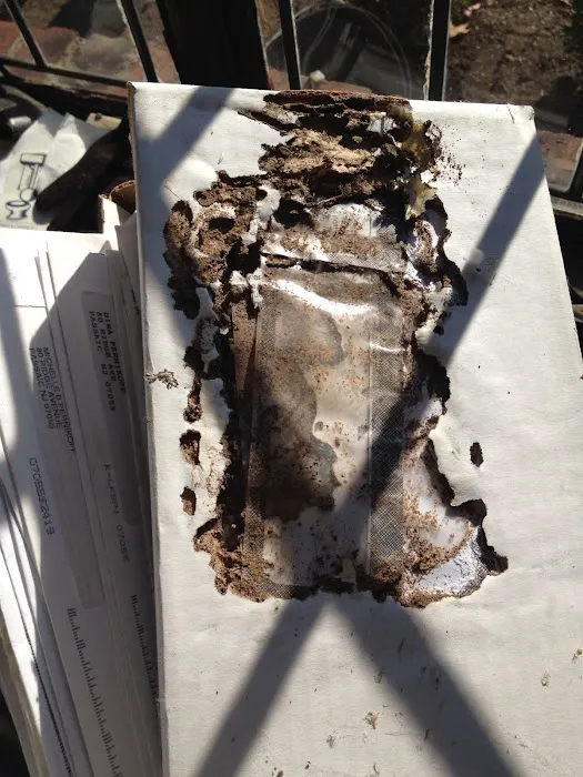 Sam The Bug Man NJ Picture 8