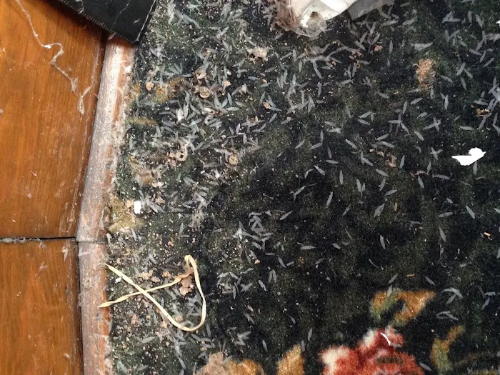 Sam The Bug Man NJ Picture 3