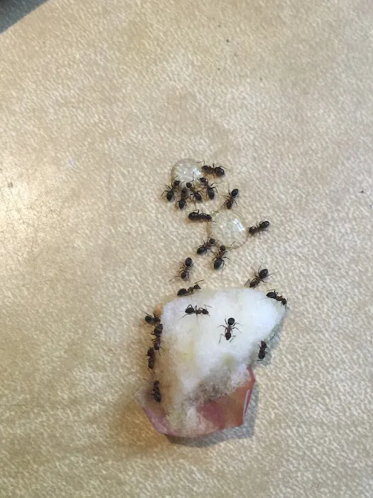 Sam The Bug Man NJ Picture 2