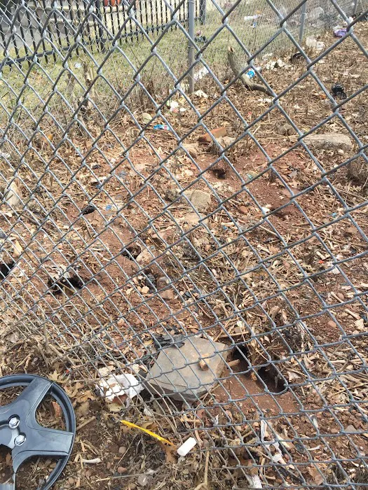 Sam The Bug Man NJ Picture 10