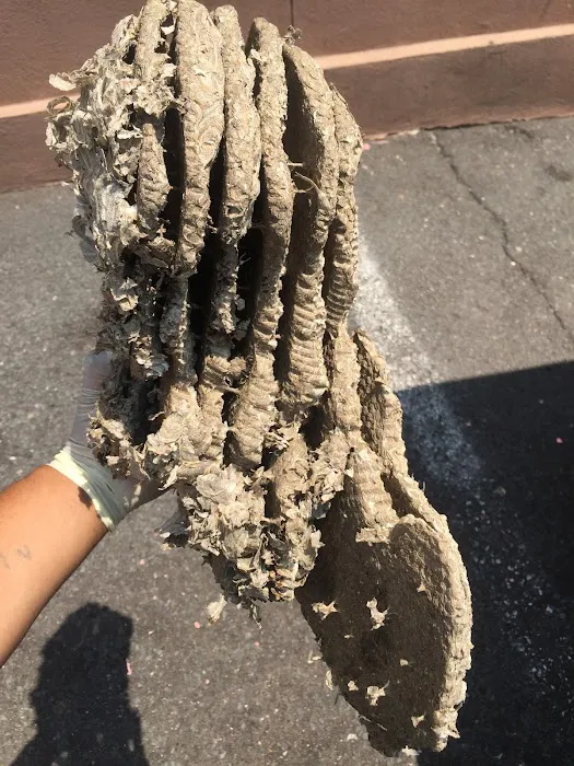 Sam The Bug Man NJ Picture 6