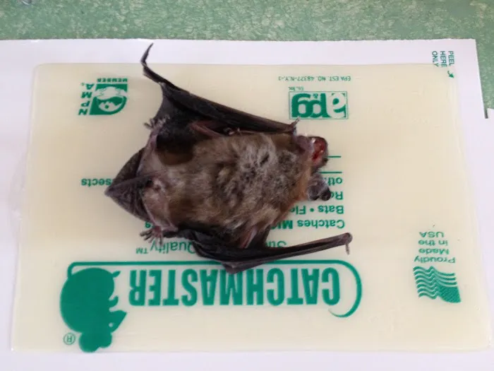 Sam The Bug Man NJ Picture 4