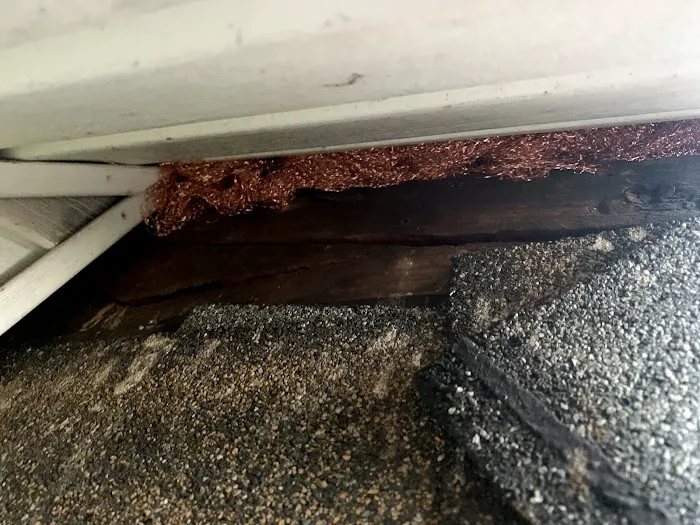 Knock Em Dead Pest Control Picture 6