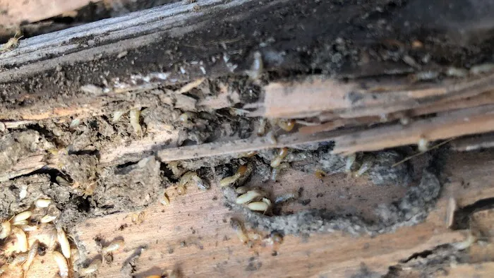 Silver Bullet Pest Control Picture 10