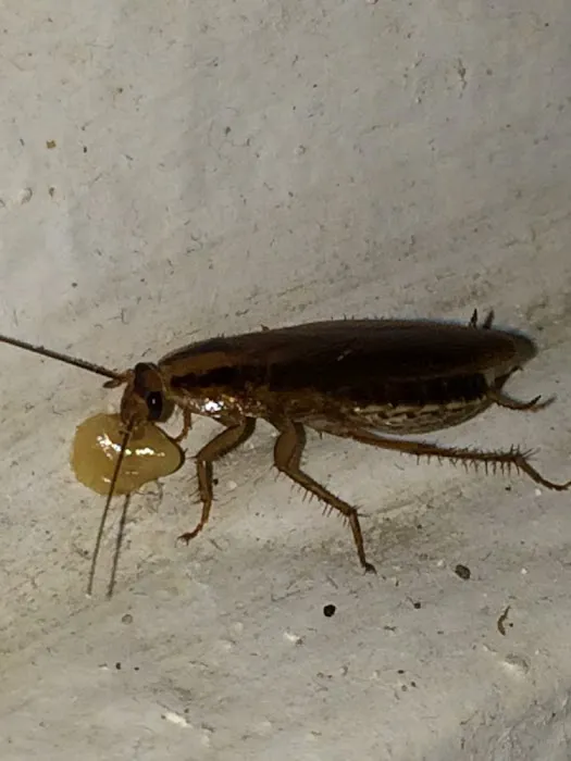 Silver Bullet Pest Control Picture 7