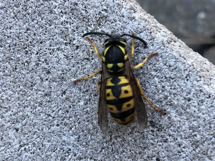 Silver Bullet Pest Control Picture 5