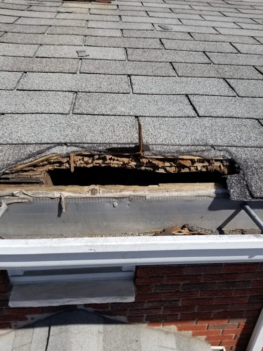 Silver Bullet Pest Control Picture 9