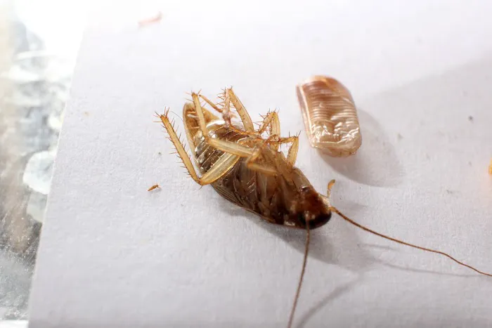 Silver Bullet Pest Control Picture 6