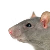 Silver Bullet Pest Control ico