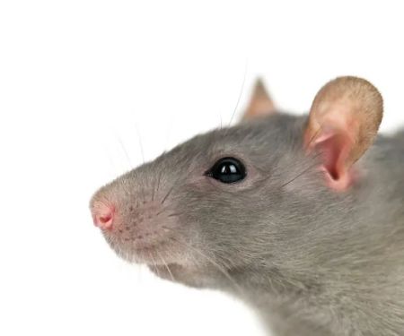 Silver Bullet Pest Control